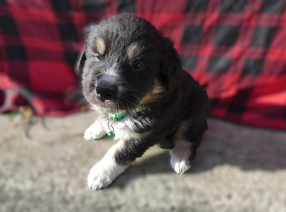 Sampson JO