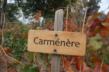 CARMÉNÈRE, EXCLUSIVIDADE CHILENA