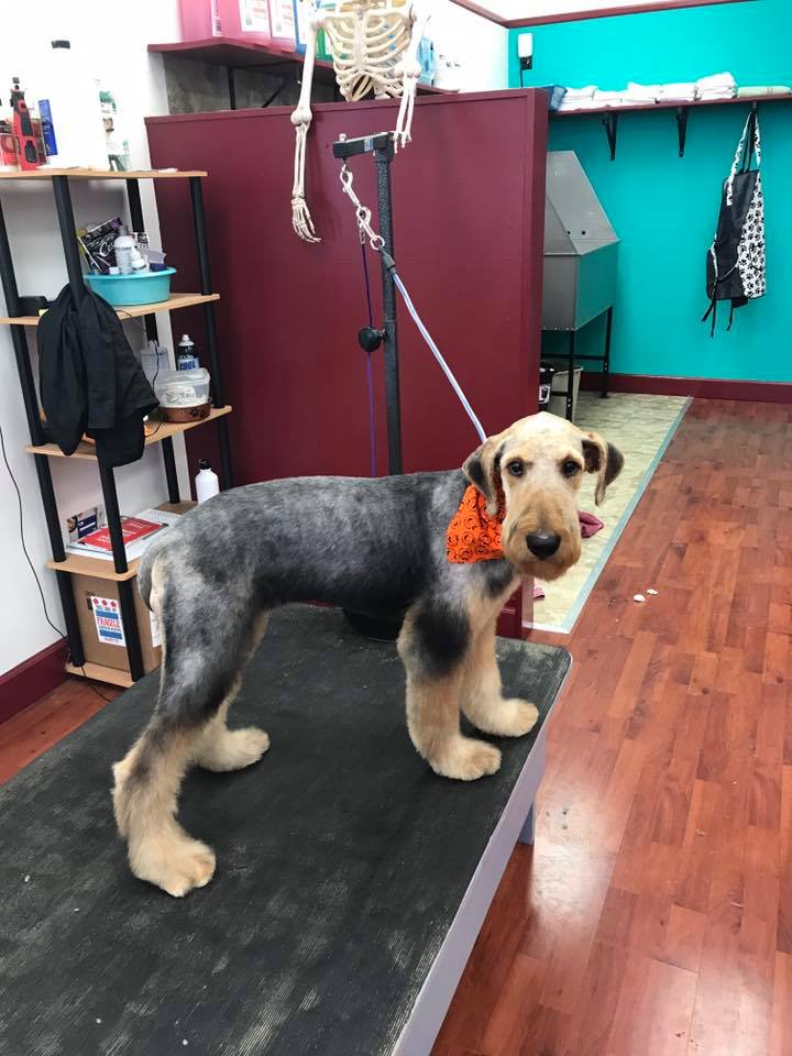 Pro Groomer Pet Grooming Winchester, VA The Fast and the Furriest