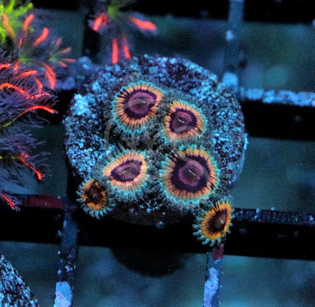 Thumbnail: Queen Stratosphere Zoanthids