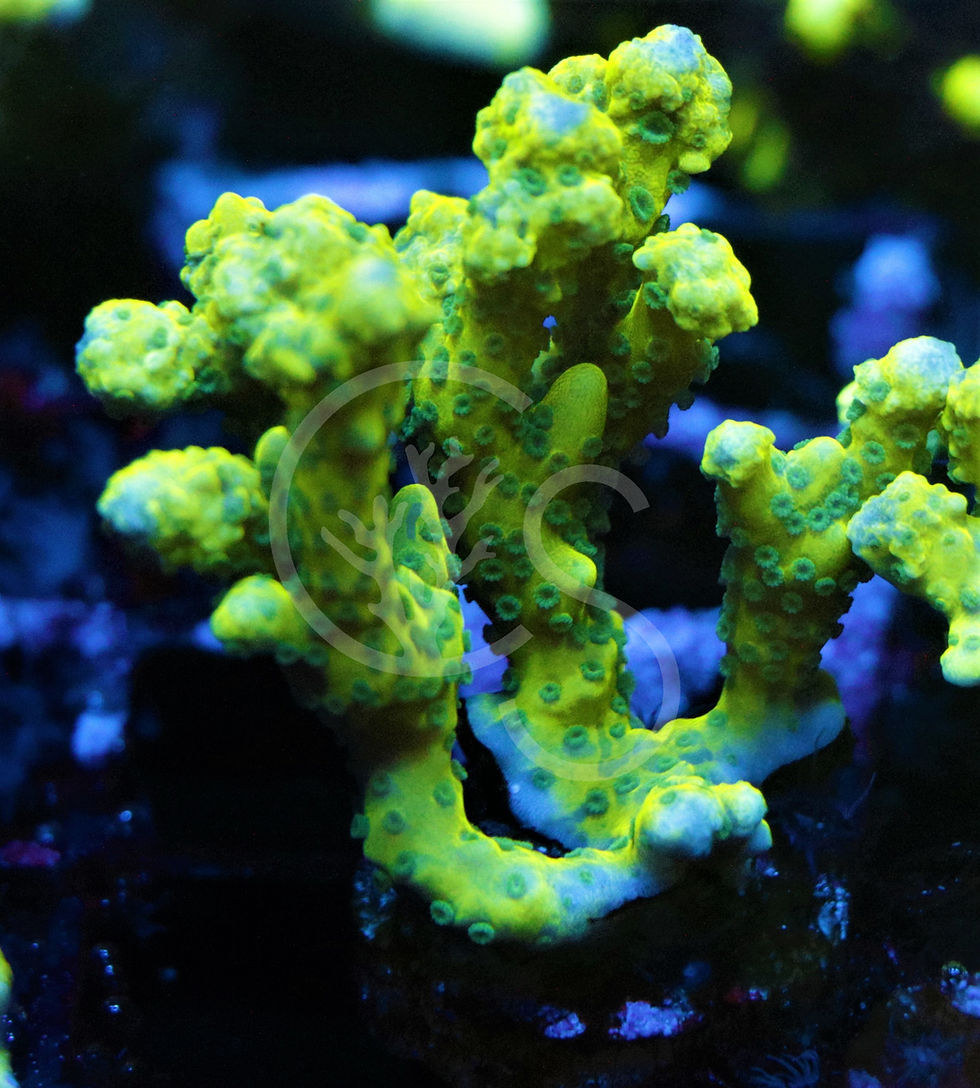 Thumbnail: The Thing Anacropora