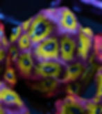 Thumbnail: Spicy Lemon Favia