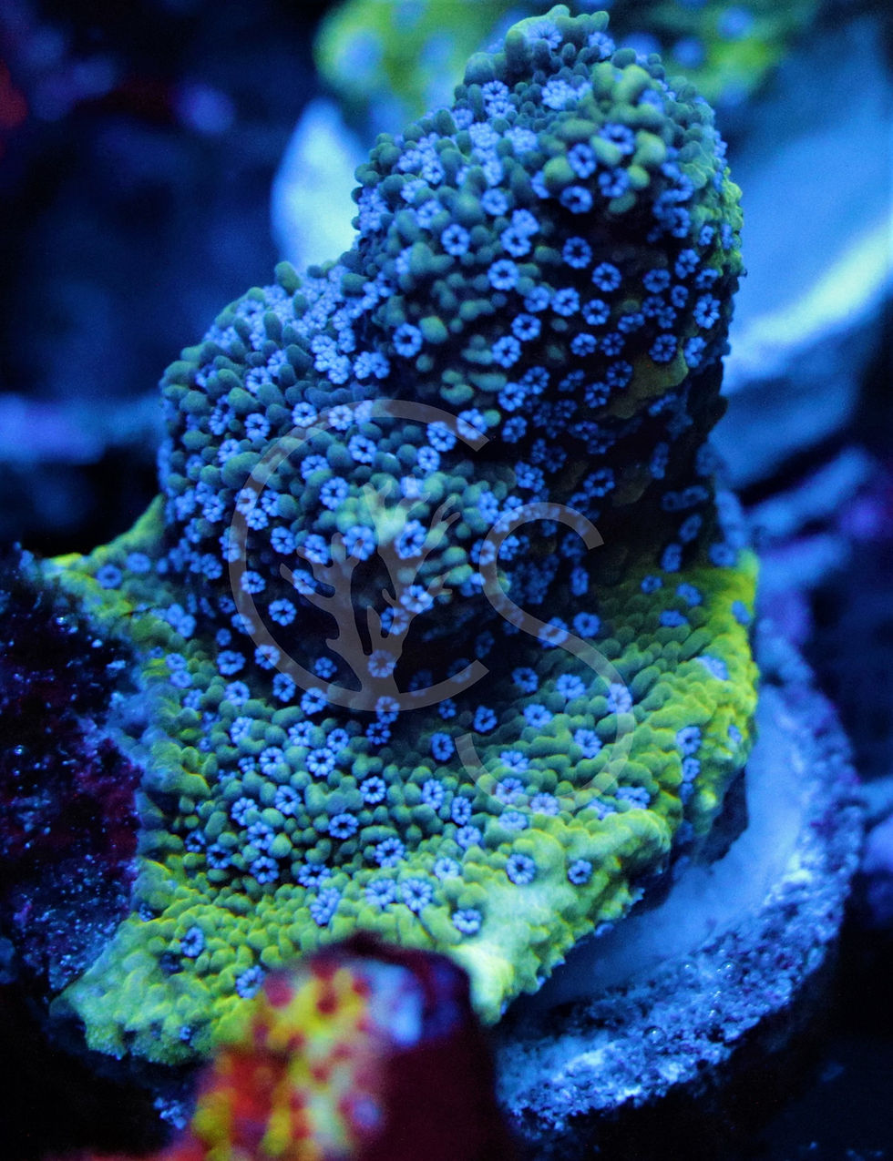 Thumbnail: Blue Polyp Monti