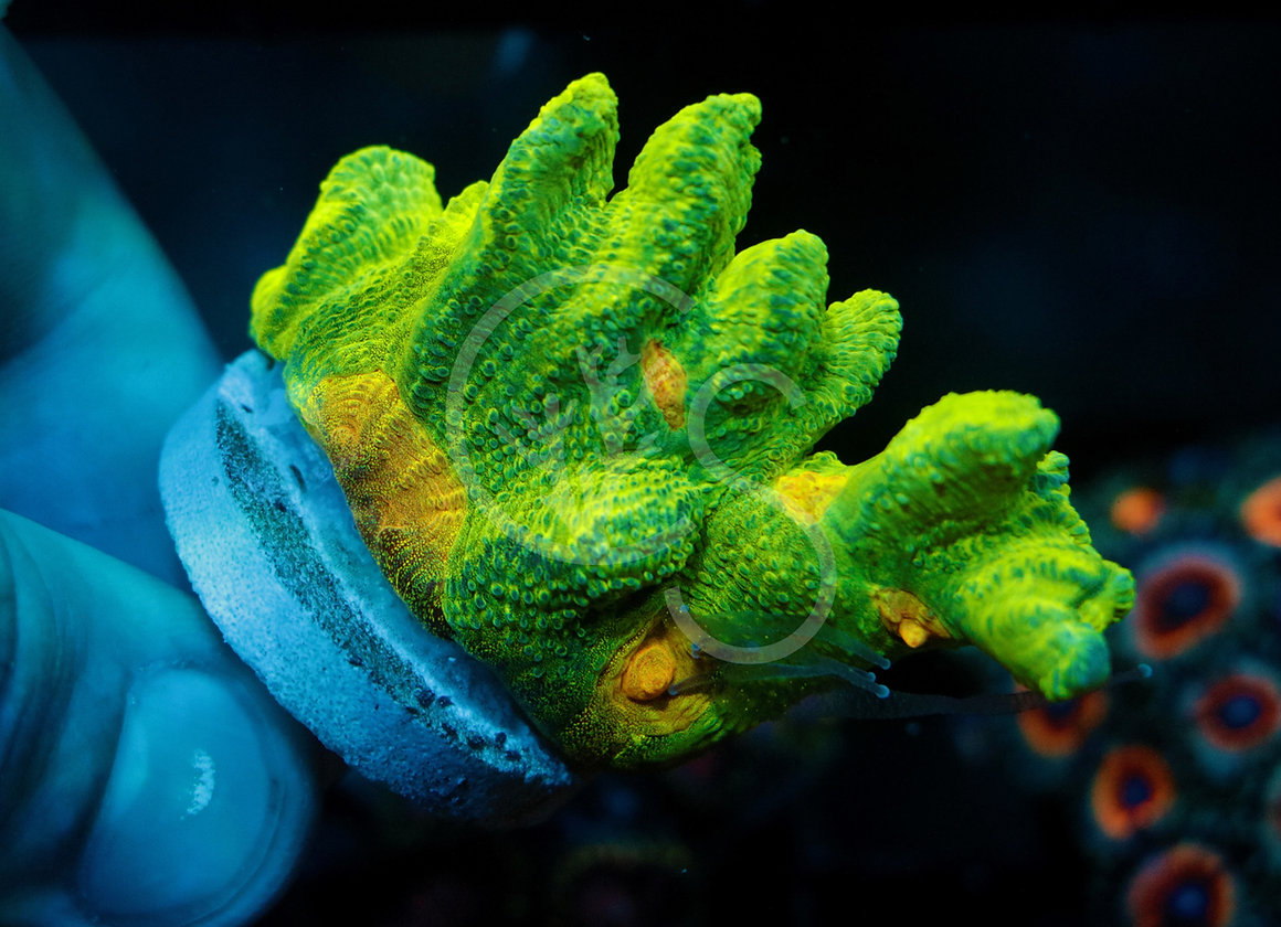 Space Invader Pectinia Coral Shop