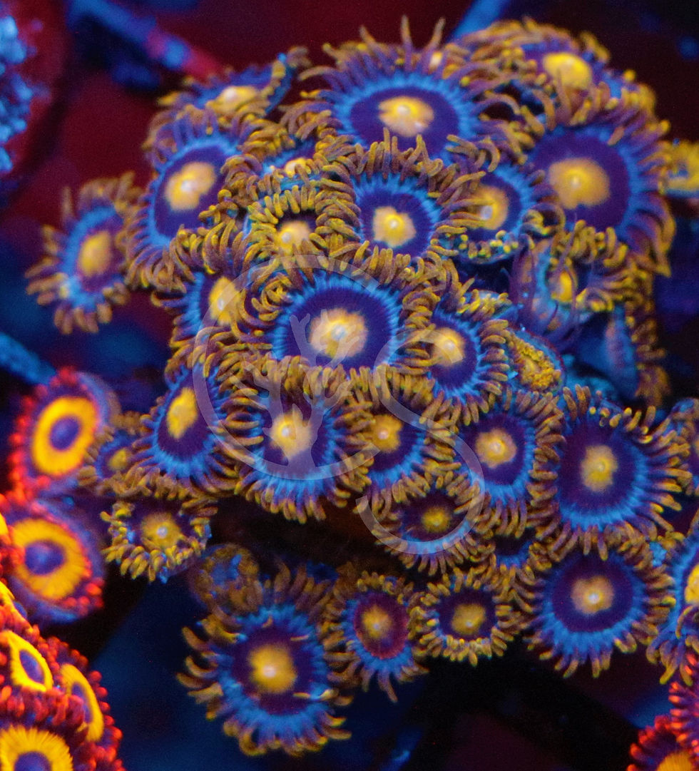 Thumbnail: Blueberry Pie Zoanthids