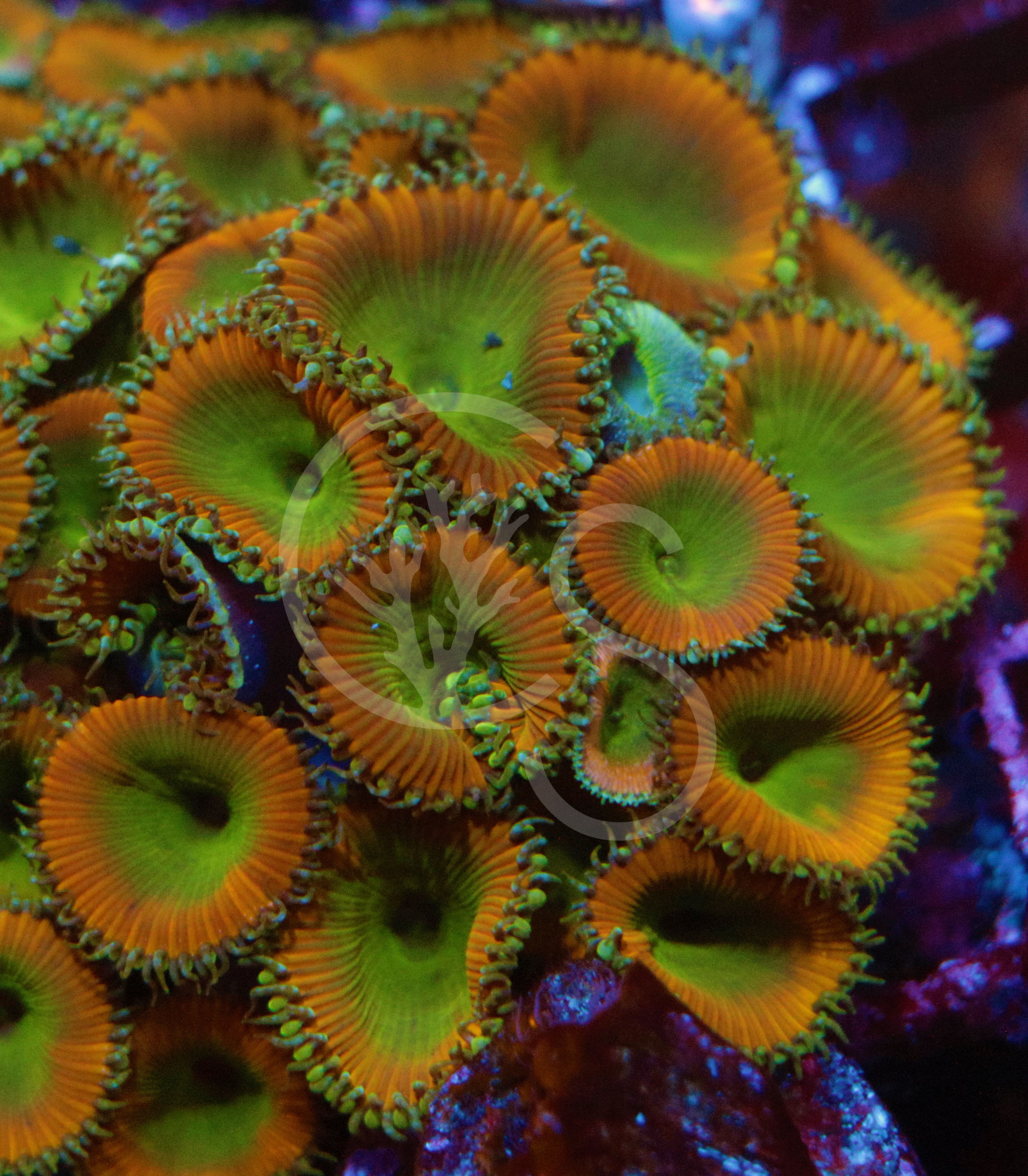 Mello Yello Palythoa Colonies