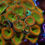 Thumbnail: Mello Yello Palythoa Colonies