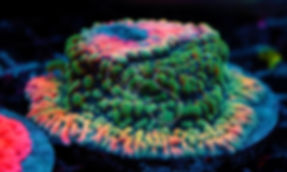 JF Alter Ego Montipora