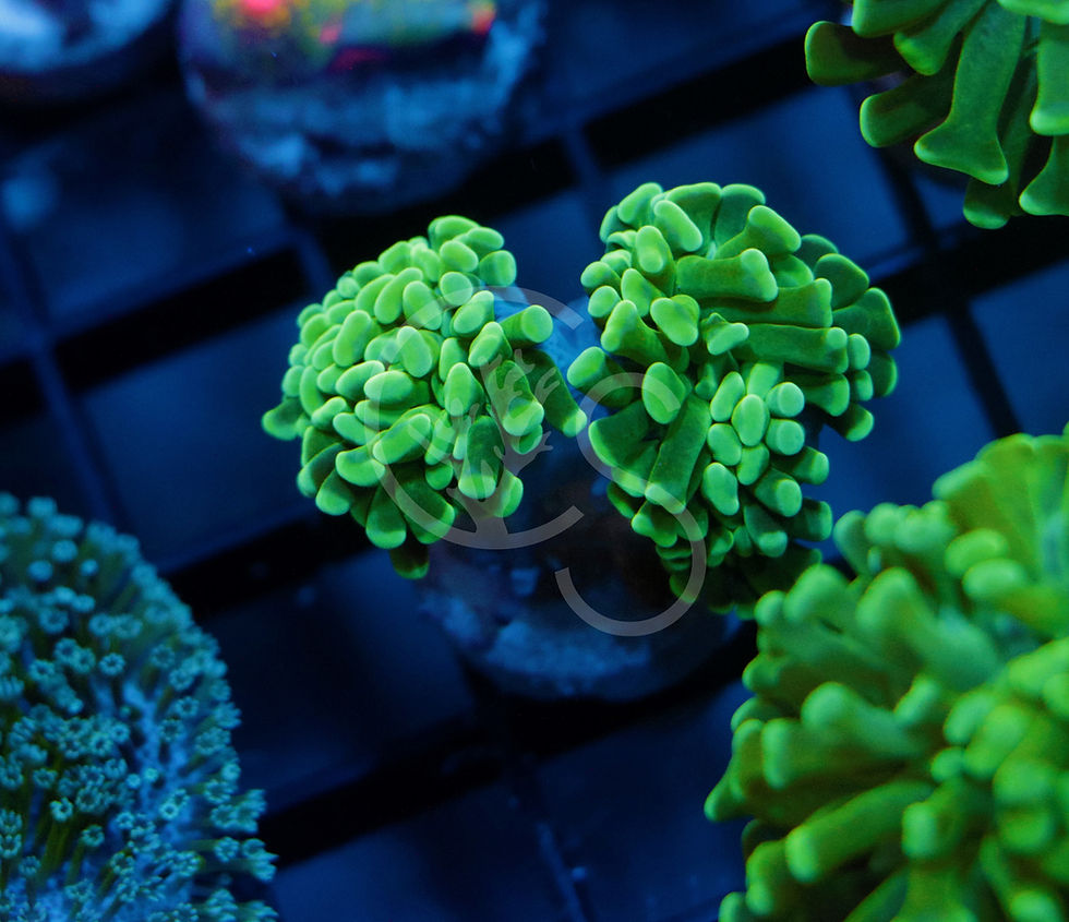 Thumbnail: Aquacultured Green on Green Hammer