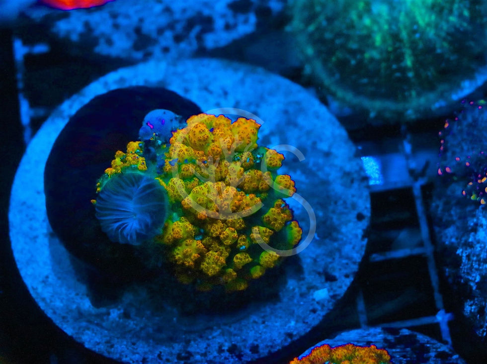 その他 robinceramicstudio Dioscorea snowball SR Berserker Bounce Mushroom | Coral Shop