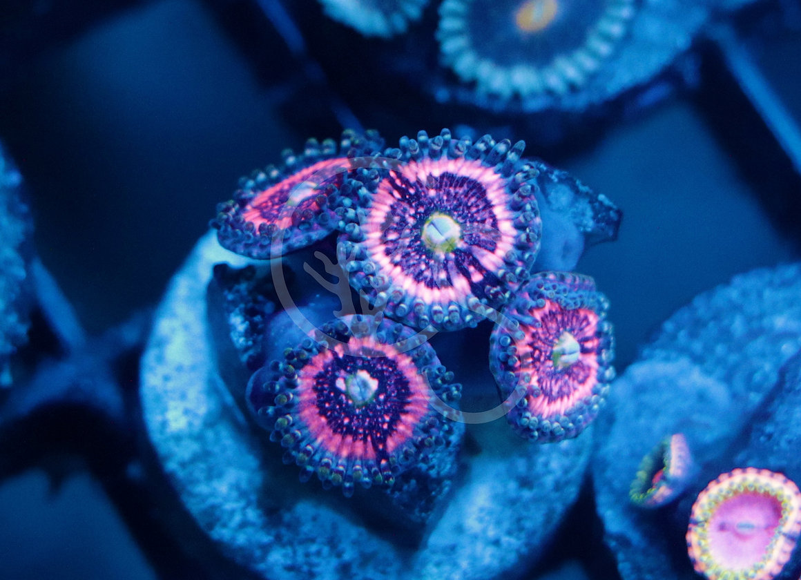 Pink Zipper Zoanthids Coral Shop
