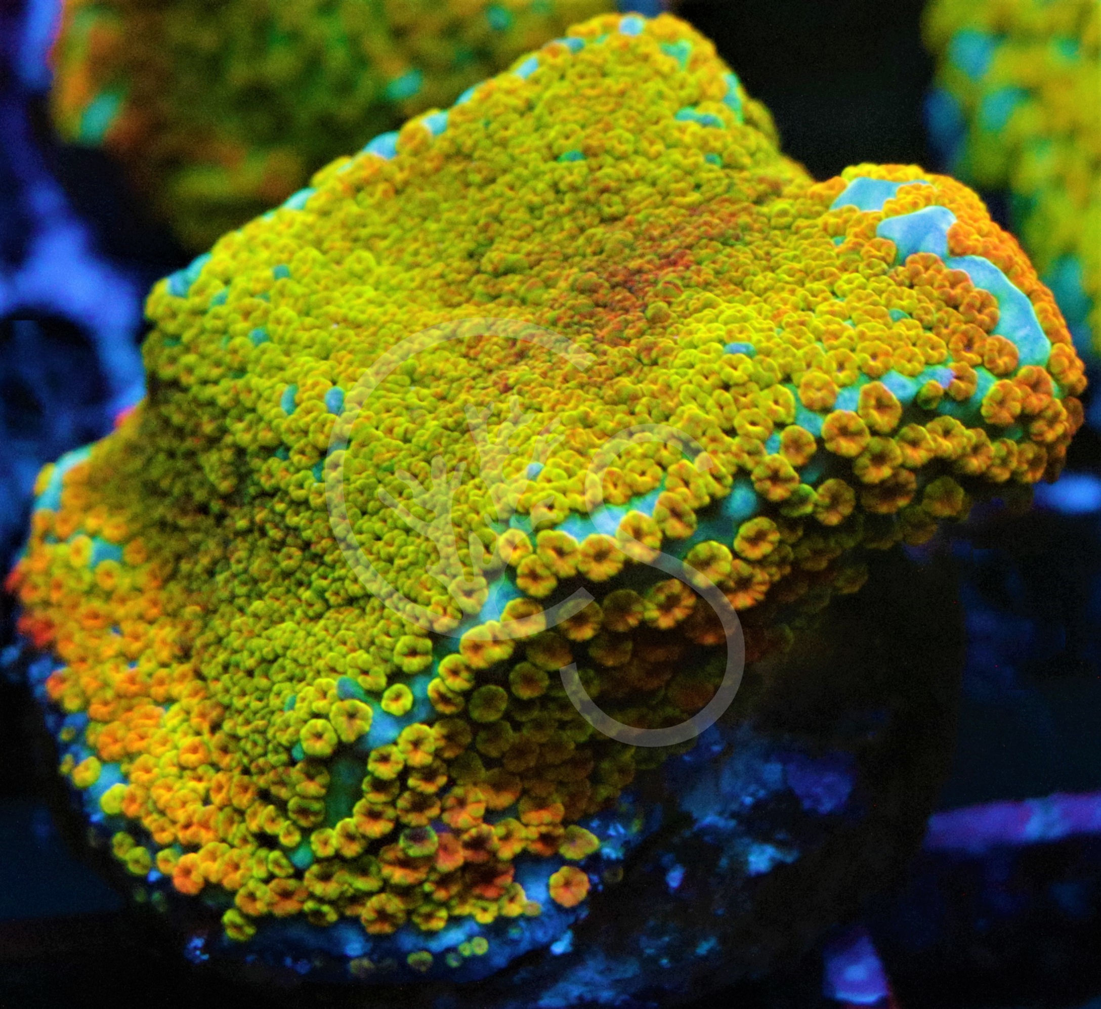 Jason Fox Fruity Pebbles Monti