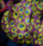 Thumbnail: Spicy Lemon Favia