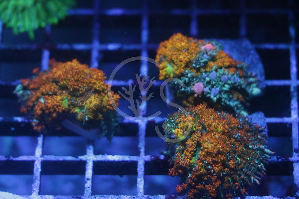 SR Berserker Bounce Mushroom | Coral Shop