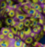 Thumbnail: Spicy Lemon Favia