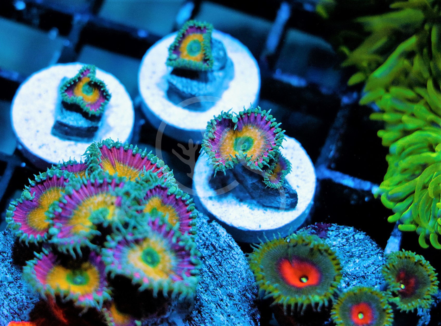 TGC Beauty and the Beast Palythoa