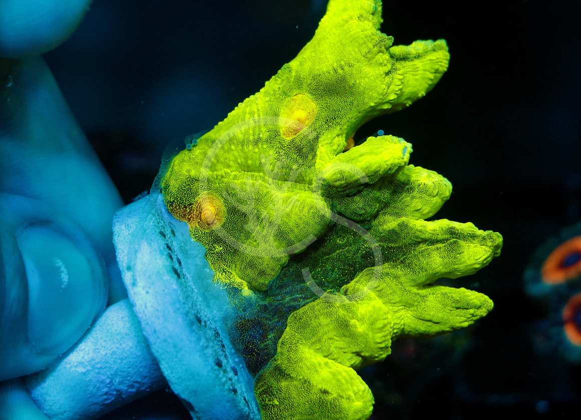 Space Invader Pectinia Coral Shop