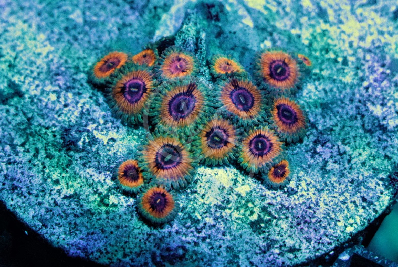 Queen Stratosphere Zoanthids