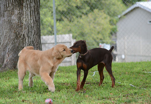 Austin TX Boarding Kennel