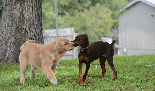 Austin TX Boarding Kennel