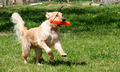 Austin TX grooming and boarding Highmark Kennel