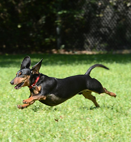 Grooming Austin TX Highmark Kennel