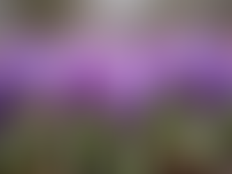 Best Flowers to Thrive in Central Ohio's Spring Weather