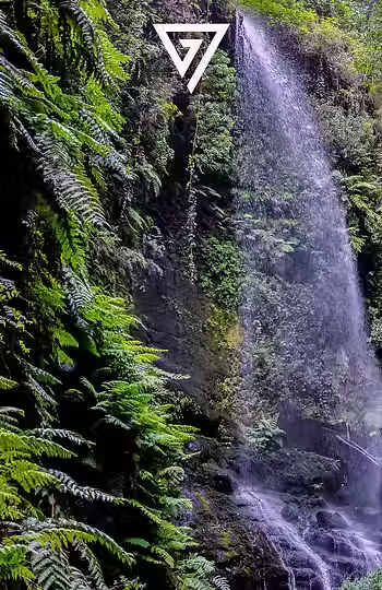 senderos de la palma - bosque de los tilos.avif