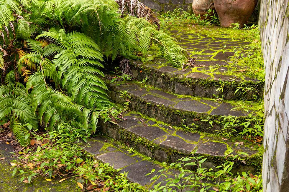 Escalera de piedra cubierta de musgo y helechos verdes. Las losas oscuras tienen un aspecto natural y envejecido en un entorno exterior en el Bosque de los tilos la palma