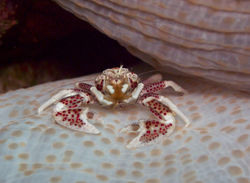 Education and conservationcrab