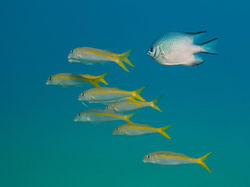 Education and conservation