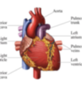 Heart.png