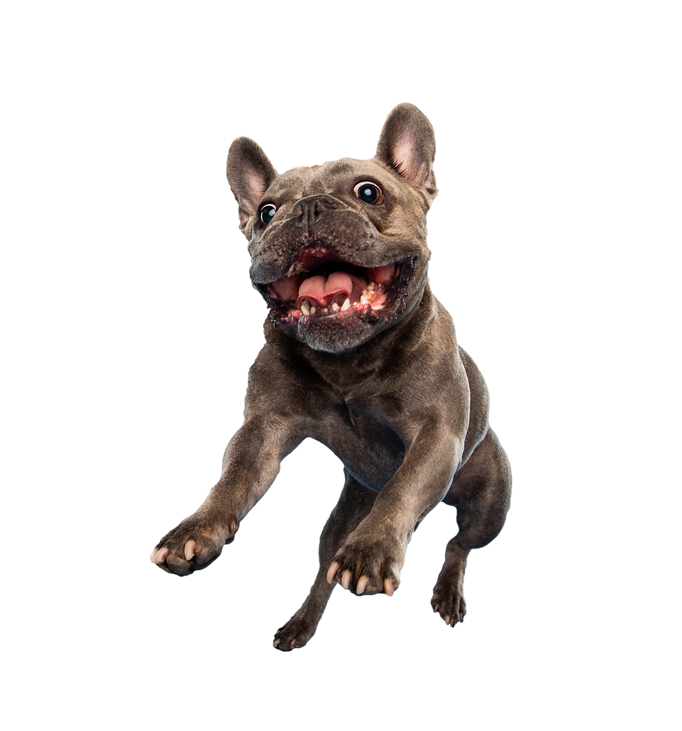 shermy-french-bulldog.png