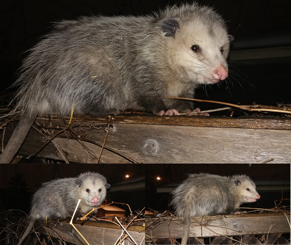 Large opossum