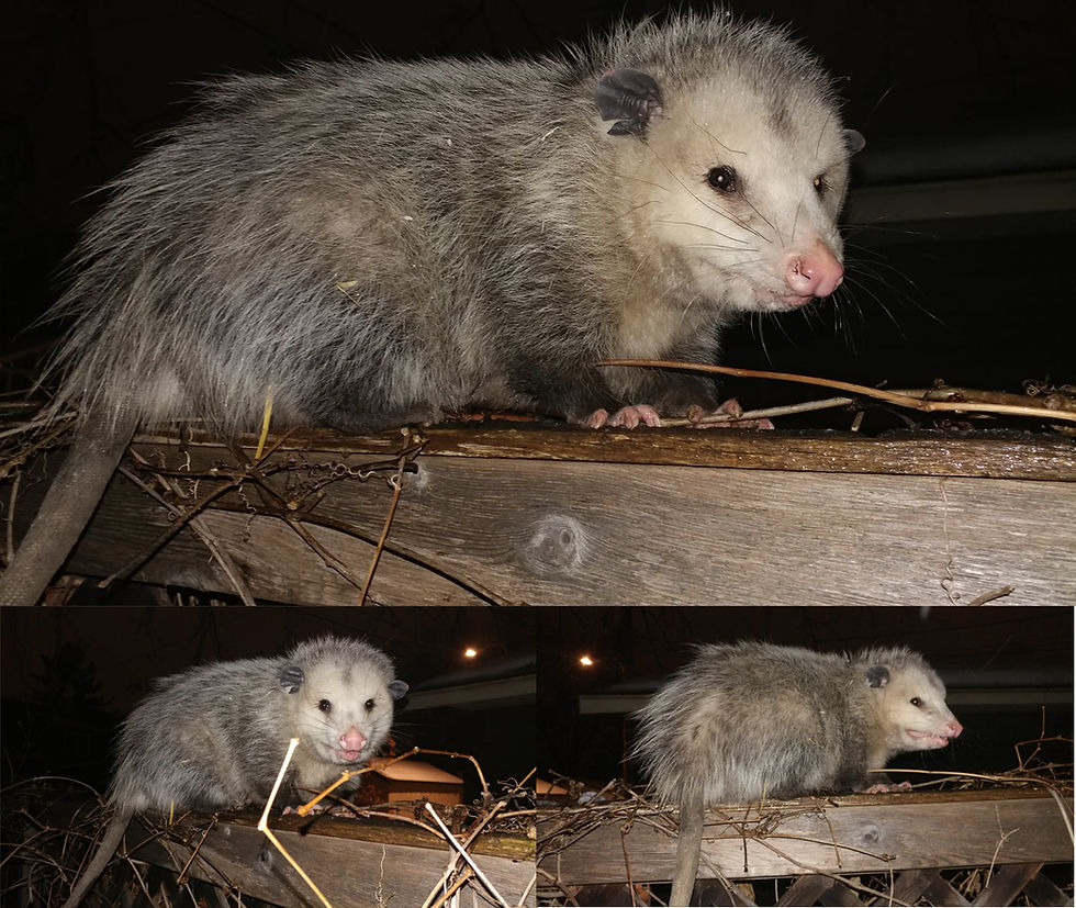 Large opossum