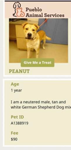 One of several dogs killed by Humane Society of Pikes Peak Region for "behavior" leading up to the crucial vote by Pueblo City Council regarding who will run Pueblo Animal Services in the future.