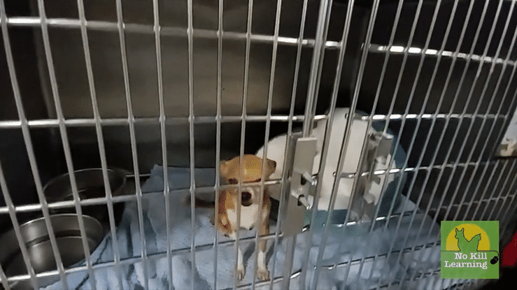 Puppy in cage