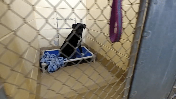 Dogs in kennels