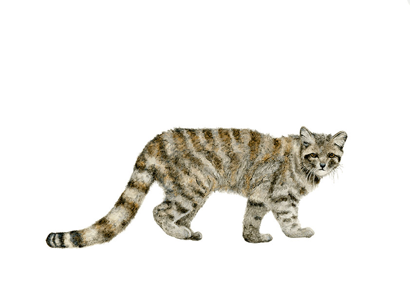 Gato andino