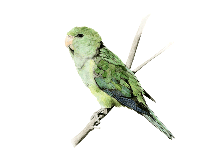 Perico cordillerano