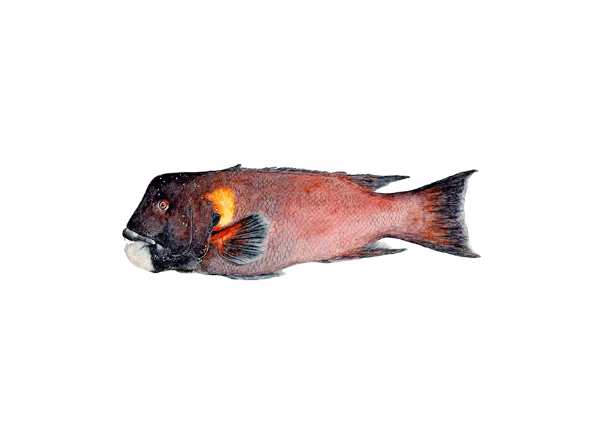 Pejeperro
