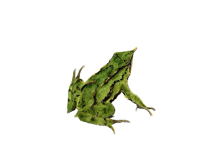 Ranita de Darwin