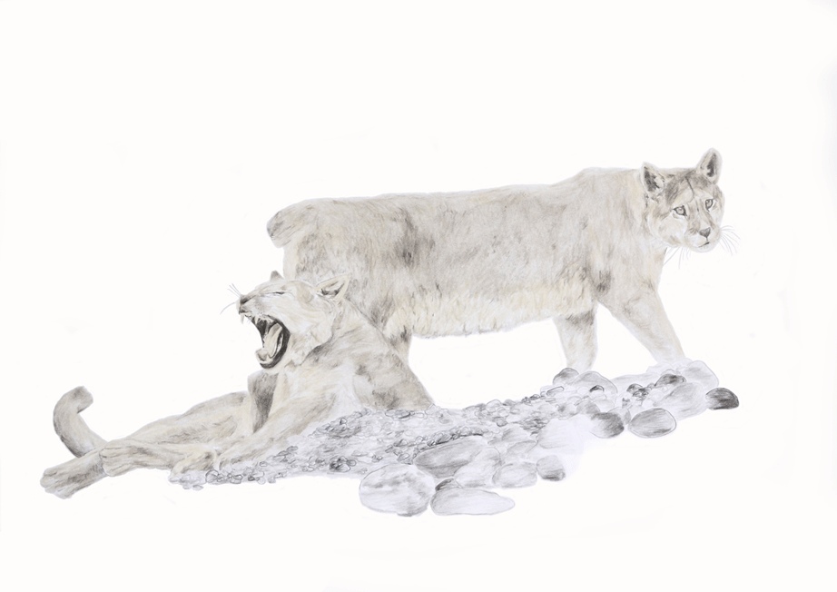Pumas
