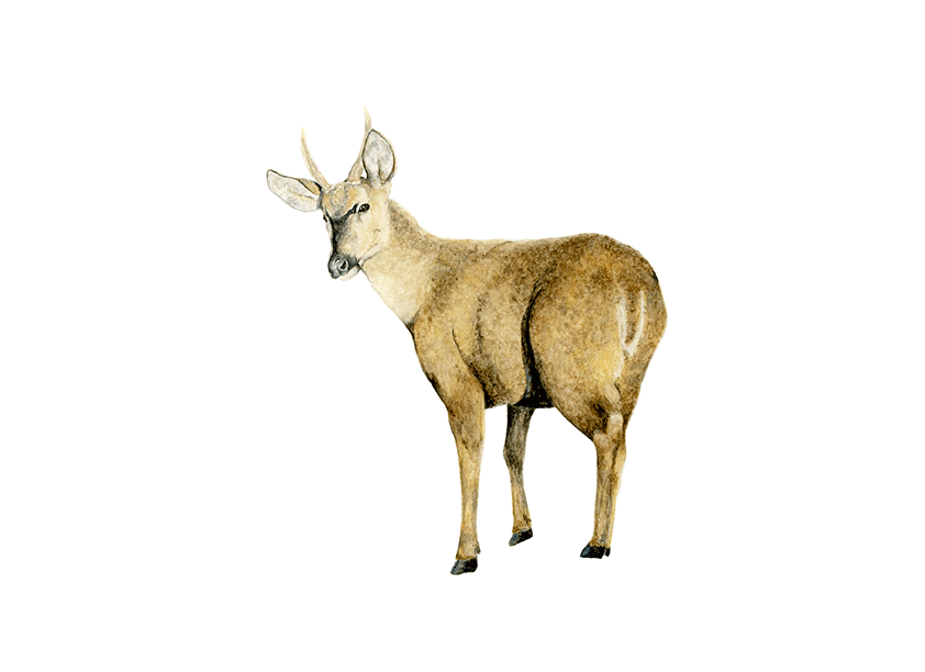 Huemul