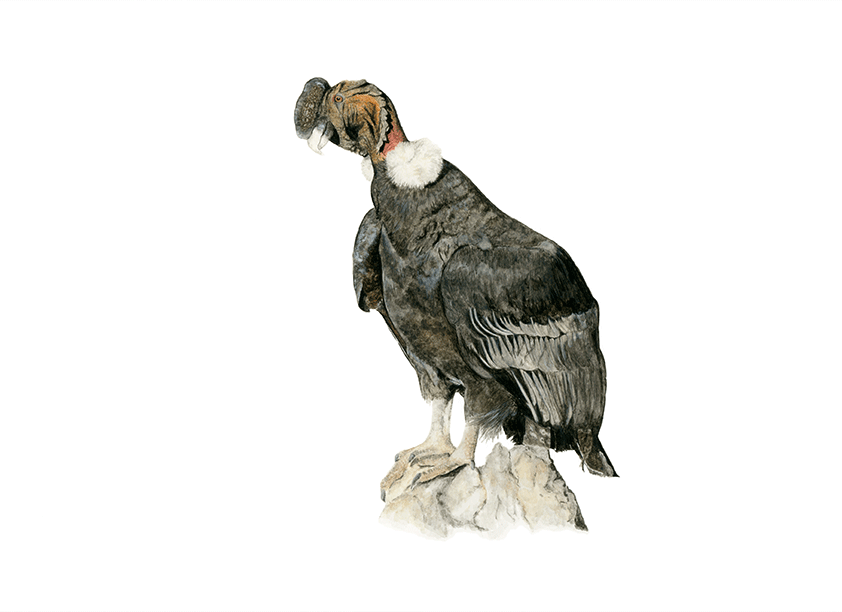 Cóndor