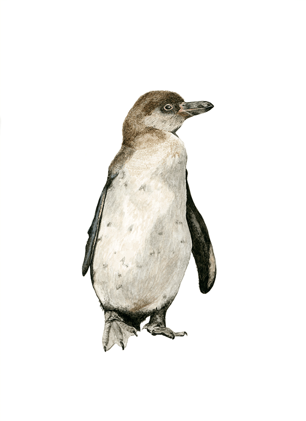 Pinguino de Humboldt