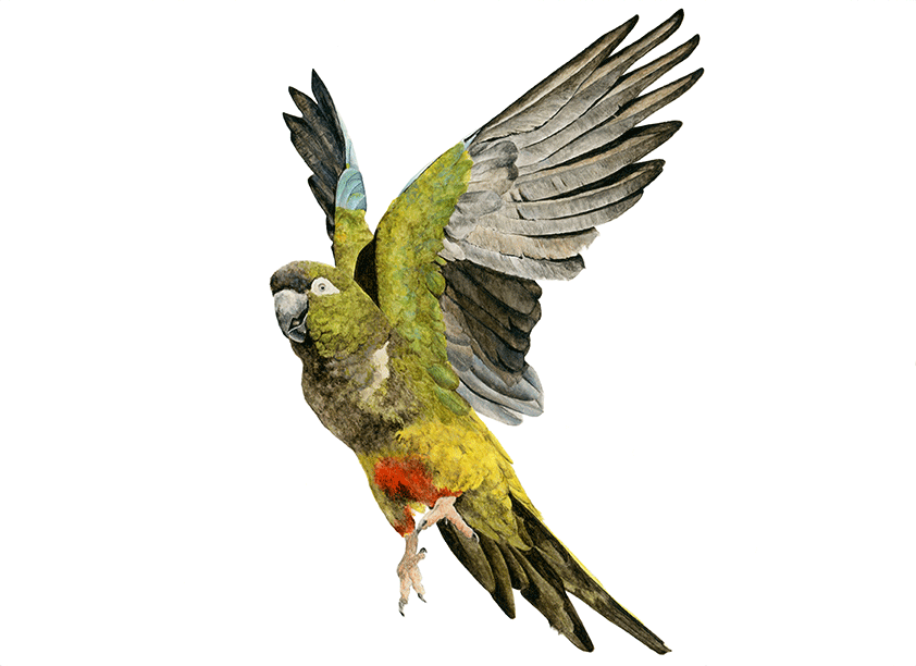 Tricahue