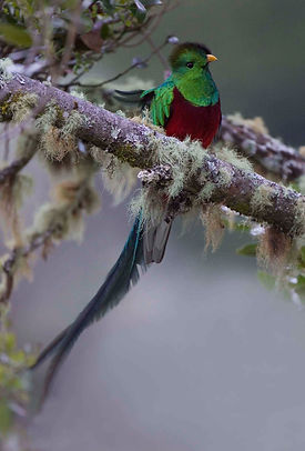 Resplendent Quetzal 1 Costa Rica modified for ad.jpg