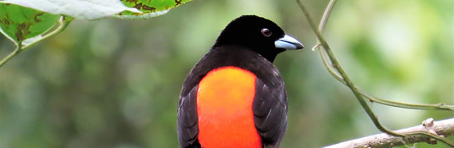 Cherrie s Tanager (003).jpg