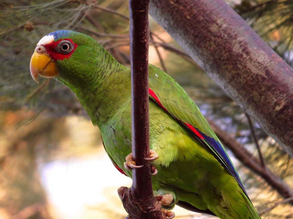 Whte-fronted Parrot, Costa Rica by Paco